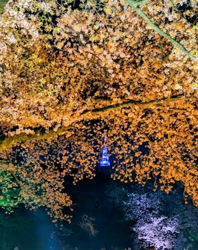 NAKED 桜の新宿御苑 2023に投稿された画像（2023/7/17）