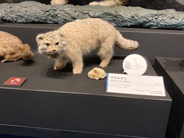 特別展「ネコ」 ～にゃんと！クールなハンターたち～に投稿された画像（2023/7/17）