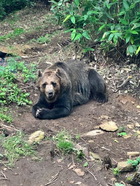 サホロリゾート　ベア･マウンテンに投稿された画像（2023/7/17）