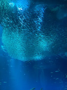 アクアワールド茨城県大洗水族館に投稿された画像（2023/7/17）