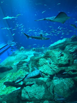 アクアワールド茨城県大洗水族館に投稿された画像（2023/7/17）