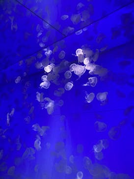 アクアワールド茨城県大洗水族館に投稿された画像（2023/7/17）