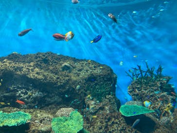 アクアワールド茨城県大洗水族館に投稿された画像（2023/7/17）