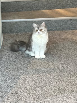 猫カフェモカ　イオンレイクタウン店に投稿された画像（2023/7/17）