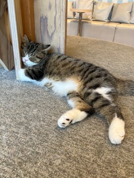 猫カフェモカ　イオンレイクタウン店に投稿された画像（2023/7/17）
