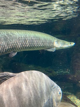 世界淡水魚園水族館　アクア・トトぎふに投稿された画像（2023/7/17）