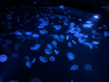 すみだ水族館に投稿された画像（2023/7/17）