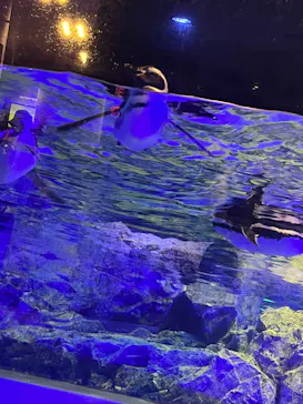 すみだ水族館に投稿された画像（2023/7/17）