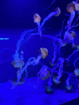 すみだ水族館に投稿された画像（2023/7/17）