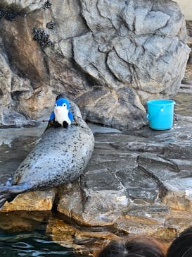 しながわ水族館に投稿された画像（2023/7/17）