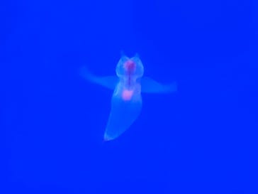 しながわ水族館に投稿された画像（2023/7/17）