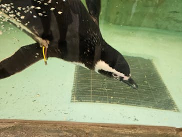 しながわ水族館に投稿された画像（2023/7/17）