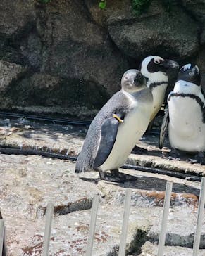 サンシャイン水族館に投稿された画像（2023/7/17）