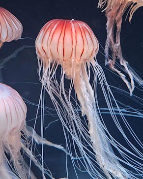 サンシャイン水族館に投稿された画像（2023/7/17）