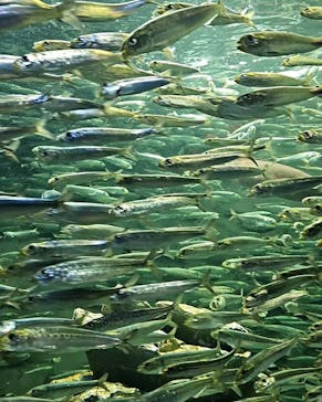 サンシャイン水族館に投稿された画像（2023/7/17）