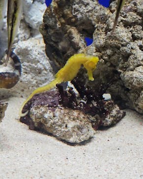 サンシャイン水族館に投稿された画像（2023/7/17）