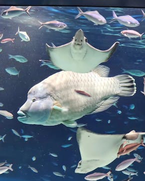 サンシャイン水族館に投稿された画像（2023/7/17）
