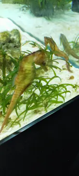 横浜・八景島シーパラダイスに投稿された画像（2023/7/17）