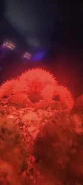 横浜・八景島シーパラダイスに投稿された画像（2023/7/17）