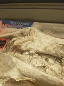 横浜・八景島シーパラダイスに投稿された画像（2023/7/17）