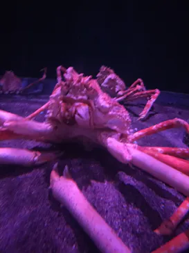 横浜・八景島シーパラダイスに投稿された画像（2023/7/17）