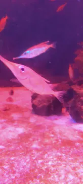 横浜・八景島シーパラダイスに投稿された画像（2023/7/17）