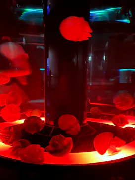 マクセル アクアパーク品川に投稿された画像（2023/7/17）