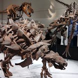 大阪市立自然史博物館に投稿された画像（2023/7/18）