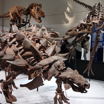 大阪市立自然史博物館に投稿された画像（2023/7/17）