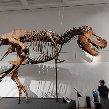 大阪市立自然史博物館に投稿された画像（2023/7/17）