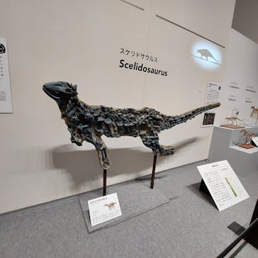 大阪市立自然史博物館に投稿された画像（2023/7/17）