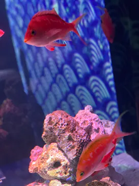 マクセル アクアパーク品川に投稿された画像（2023/7/17）