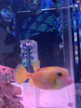 マクセル アクアパーク品川に投稿された画像（2023/7/17）