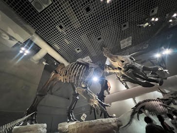 国立科学博物館に投稿された画像（2023/7/17）