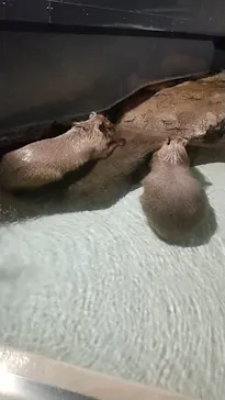 マクセル アクアパーク品川に投稿された画像（2023/7/17）