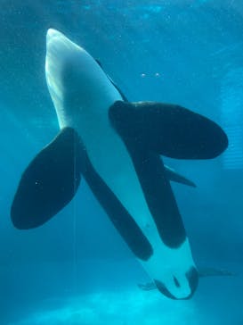 名古屋港水族館に投稿された画像（2023/7/17）