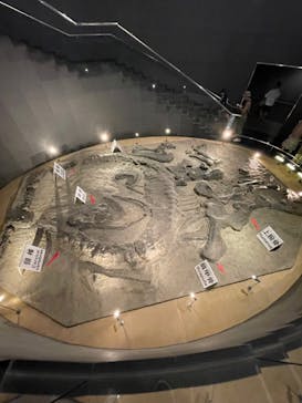 福井県立恐竜博物館に投稿された画像（2023/7/17）