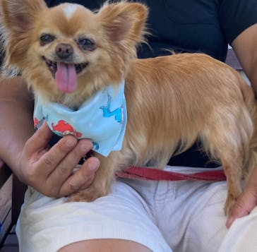 つくばわんわんランドに投稿された画像（2023/7/17）