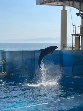 新江ノ島水族館に投稿された画像（2023/7/18）