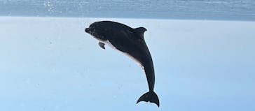 新江ノ島水族館に投稿された画像（2023/7/18）