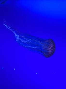 新江ノ島水族館に投稿された画像（2023/7/18）