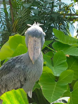 神戸どうぶつ王国に投稿された画像（2023/7/18）