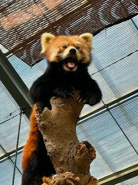 神戸どうぶつ王国に投稿された画像（2023/7/18）