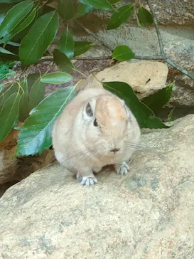 神戸どうぶつ王国に投稿された画像（2023/7/18）
