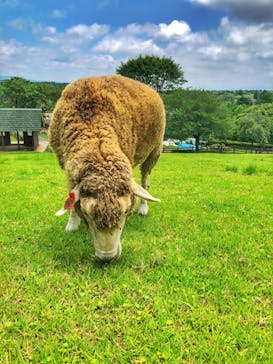 まかいの牧場に投稿された画像（2023/7/18）