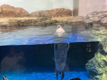 マクセル アクアパーク品川に投稿された画像（2023/7/18）