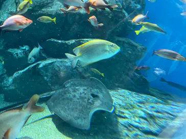 マクセル アクアパーク品川に投稿された画像（2023/7/18）