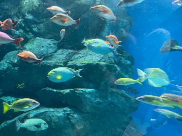 マクセル アクアパーク品川に投稿された画像（2023/7/18）