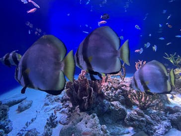 新江ノ島水族館に投稿された画像（2023/7/18）