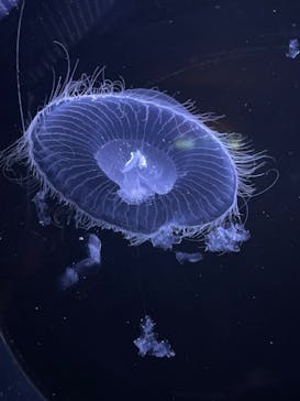 新江ノ島水族館に投稿された画像（2023/7/18）